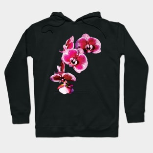 Vivid Maroon Phalaenopsis Orchids Hoodie